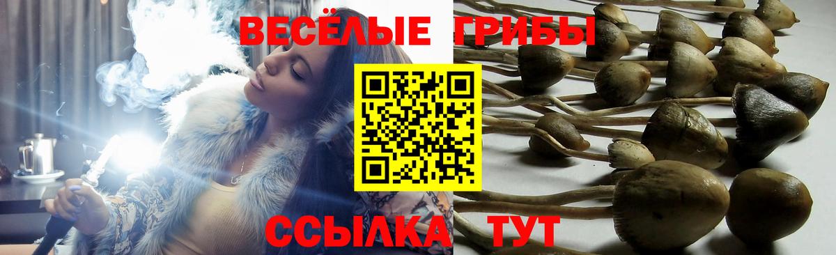 Галлюциногенные грибы Psilocybe  Вход с VPN  даркнет сайт  Кореновск 